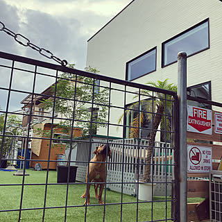 わんこと暮らす家 目隠しウッドフェンスDIYのインテリア ...