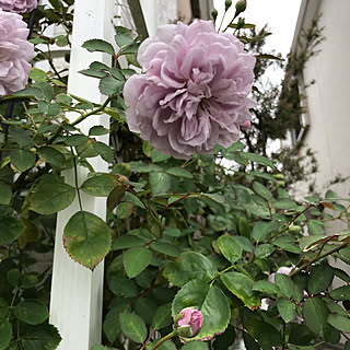 レイニーブルー/花のある暮らし/NO GREEN NO LIFE/いいね！ありがとうございます♪/ガーデニング...などのインテリア実例 - 2019-07-03 03:13:34