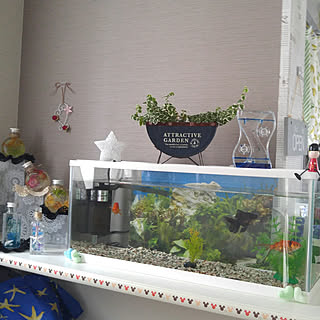 Roomclipドラマ化 我が家の金魚ちゃん達 彡のインテリア実例 Roomclip ルームクリップ
