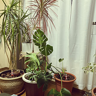 観葉植物/リビングのインテリア実例 - 2020-02-25 00:46:27