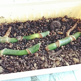 部屋全体/モンステラ/緑/観葉植物/植物...などのインテリア実例 - 2017-05-16 09:48:46