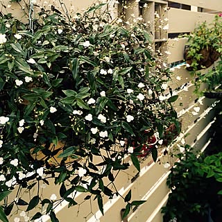 玄関 入り口 ブライダルベールのインテリア実例 Roomclip ルームクリップ