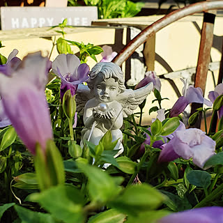 花 トレニアのおしゃれなアレンジ 飾り方のインテリア実例 Roomclip ルームクリップ