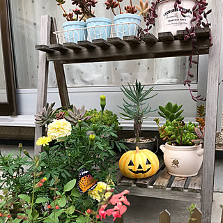 多肉植物 島忠ホームズ のインテリア実例 Roomclip ルームクリップ