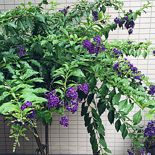 デュランタ タカラヅカのインテリア実例 Roomclip ルームクリップ