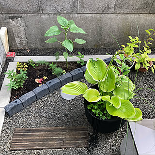 ホスタ Diy花壇のインテリア 手作りの実例 Roomclip ルームクリップ