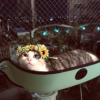 リビング/猫帽子/NO CAT,NO LIFE❤️/猫/ウインドーベッドのインテリア実例 - 2017-07-10 11:03:37