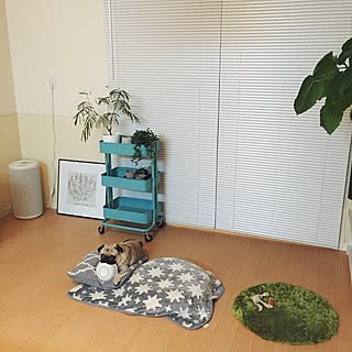 ワゴン/ニトリ/ウンベラータ/植物のある部屋/空気清浄機...などのインテリア実例 - 2015-09-22 21:04:27