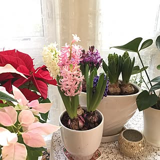 リビング/ヒヤシンス咲きました♪/アンスリューム ❁/花のある暮らし/花に囲まれて暮らしたい...などのインテリア実例 - 2017-01-04 10:55:53