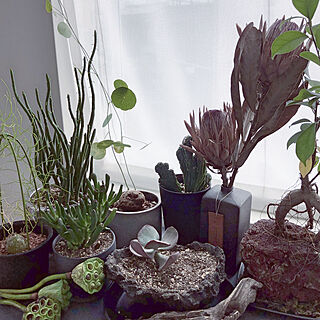観葉植物 ソウカクデンのインテリア実例 Roomclip ルームクリップ