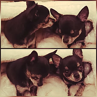 壁/天井/犬ですみません/突然の出来事!/わんこ役者/戦々恐々の今日と明日…...などのインテリア実例 - 2019-11-19 21:58:31