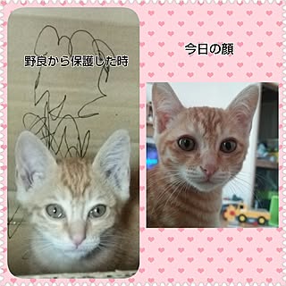 茶虎/ねこのいる日常のインテリア実例 - 2017-07-13 12:43:25