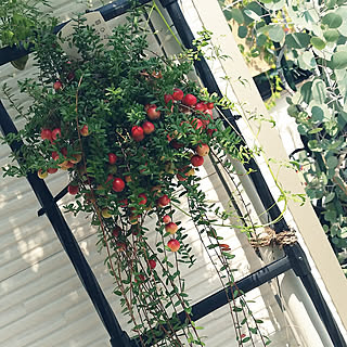 ナチュラルガーデン クランベリーのインテリア実例 Roomclip ルームクリップ