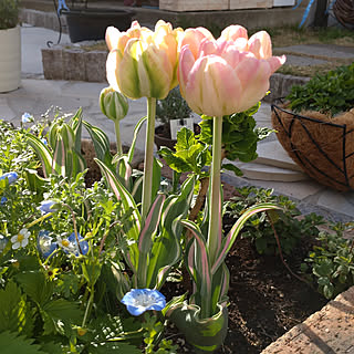 チューリップ 花壇の花のおしゃれなアレンジ 飾り方のインテリア実例 Roomclip ルームクリップ