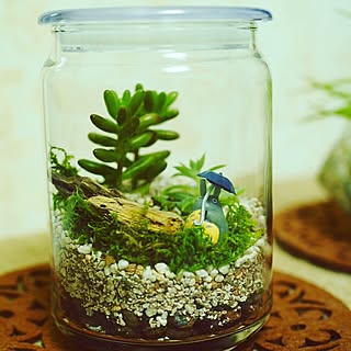 テラリウム トトロのインテリア実例 Roomclip ルームクリップ