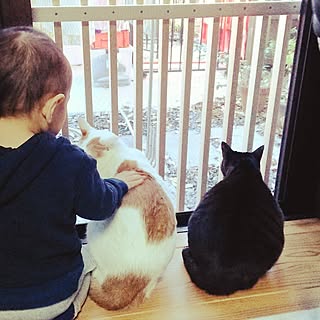 子供と猫と暮らすのインテリア実例 Roomclip ルームクリップ 子供と猫と暮らすのインテリア実例 Roomclip ルームクリップ