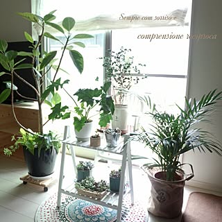 寄せ植え ゴムの木のおしゃれなアレンジ 飾り方のインテリア実例 Roomclip ルームクリップ