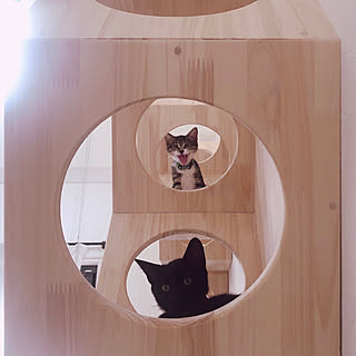 自作キャットウォークのインテリア実例 Roomclip ルームクリップ 自作キャットウォークのインテリア実例 Roomclip ルームクリップ