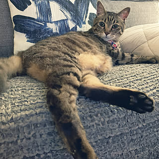 お隣失礼してもいいですか?/態度デカッ!/花と猫ばかりですみません。/猫との暮らし/モフモフラブ♡...などのインテリア実例 - 2020-06-25 12:03:35