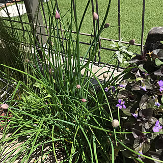 庭 チャイブのおしゃれなインテリアコーディネート レイアウトの実例 Roomclip ルームクリップ