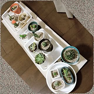 ベッド周り/植物/日替わり投稿企画!木曜日/サボテンクラブ☺︎/ダイソー...などのインテリア実例 - 2017-05-18 20:16:31