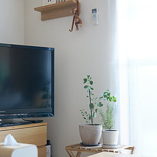 リビング/賃貸インテリア/グリーンのある暮らし/ユーカリポポラス/観葉植物/無印良品...などのインテリア実例 - 2018-02-28 11:10:47