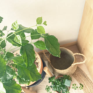 ヘテロパナックスのインテリア実例 Roomclip ルームクリップ