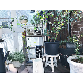 玄関/入り口/IKEA/スツール/100均/多肉植物...などのインテリア実例 - 2017-10-10 07:31:01