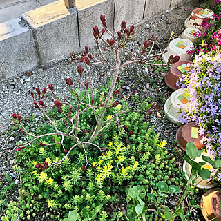 スモークツリー グレースのインテリア実例 Roomclip ルームクリップ