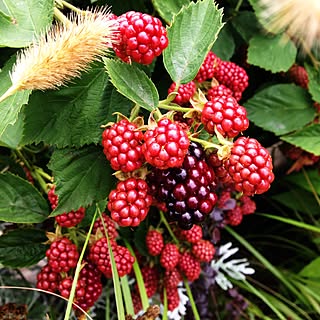 男性の、4LDK、家族住まいの「机」についてのインテリア実例