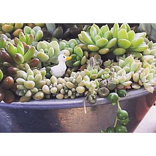 机/多肉植物/NO GREEN NO LIFE/iPhoneで撮影のインテリア実例 - 2015-12-27 16:11:13
