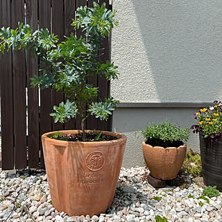 シンボルツリー 鉢植えのインテリア実例 Roomclip ルームクリップ シンボルツリー 鉢植えのインテリア実例 Roomclip ルームクリップ