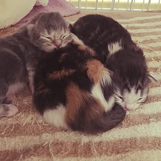 ベッド周り/目が開き始めてます/スクスク大きくなってるよ!/癒しの一枚♡/みなさまに感謝/ねこのいる風景...などのインテリア実例 - 2017-05-29 12:17:39