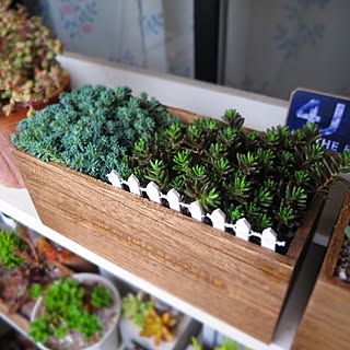 多肉植物/多肉植物 寄せ植え/セダム/セリア/ブライワックス...などのインテリア実例 - 2017-04-07 18:23:16