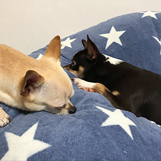 ベッド周り/仮住まいちぅ/いいね!ありがとうございます♪/いいね&コメント&フォロー感謝♡/建て替え中~☆...などのインテリア実例 - 2019-01-23 07:11:08