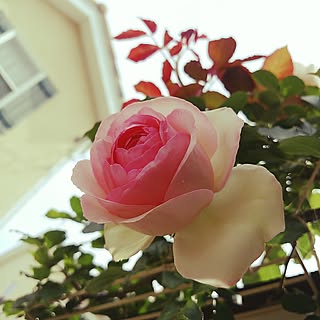 部屋全体/薔薇の花園/お気遣いに感謝/スルーしてください。/拙いコメントゴメン(>_<)ゞ...などのインテリア実例 - 2017-06-20 04:31:14