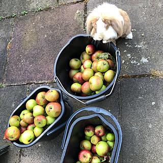 庭 うさぎのいる生活のインテリア実例 Roomclip ルームクリップ