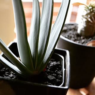 アロエ プリカティリスのインテリア実例 Roomclip ルームクリップ アロエ プリカティリスのインテリア実例 Roomclip ルームクリップ