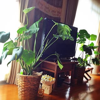 観葉植物 バリ風なお部屋のインテリア実例 Roomclip ルームクリップ 観葉植物 バリ風なお部屋のインテリア実例 Roomclip ルームクリップ