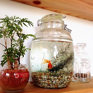 金魚鉢のインテリア実例 Roomclip ルームクリップ 金魚鉢のインテリア実例 Roomclip ルームクリップ