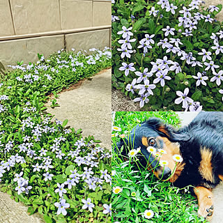 プラティアのインテリア実例 Roomclip ルームクリップ