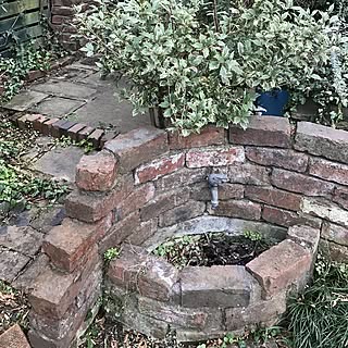 斑入りヒイラギのインテリア実例 Roomclip ルームクリップ