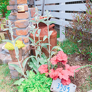 庭 ドドナエアのインテリア実例 Roomclip ルームクリップ