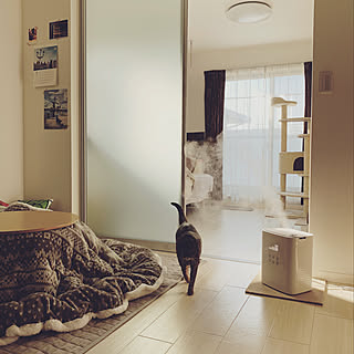 リビング/加湿器/白い床/猫/癒し...などのインテリア実例 - 2020-01-13 09:12:01