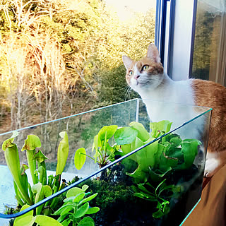 リビング/苔/水槽/LIXIL/観葉植物...などのインテリア実例 - 2019-01-29 12:38:03