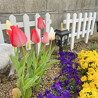 チューリップ 花壇の花のインテリア実例 Roomclip ルームクリップ