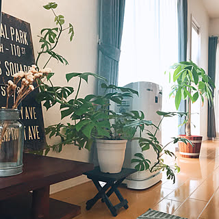 パキラ ナフコ21スタイルのインテリア実例 Roomclip ルームクリップ