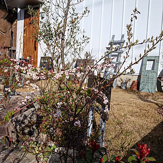 ピンクユキヤナギのインテリア実例 Roomclip ルームクリップ