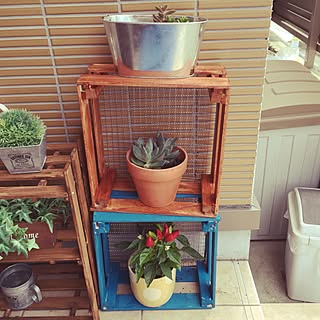 玄関/入り口/フォロワー様募集中♡/材料費2つで600円/キャベツボックス/DIY/100均...などのインテリア実例 - 2016-07-11 13:11:45
