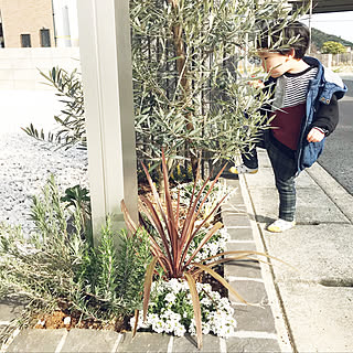 門柱前の花壇 ローズマリーのインテリア実例 Roomclip ルームクリップ